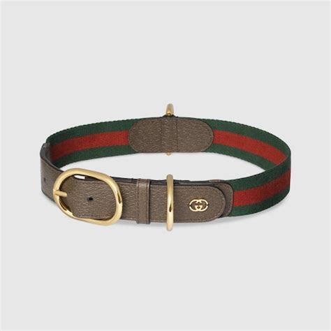 gucci kitten bag|Gucci dog collars and leashes.